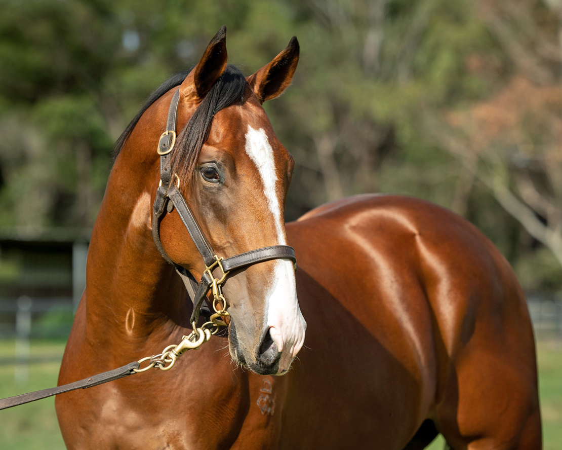 SNITZEL ex BRING ME THE MAID Bay COLT 